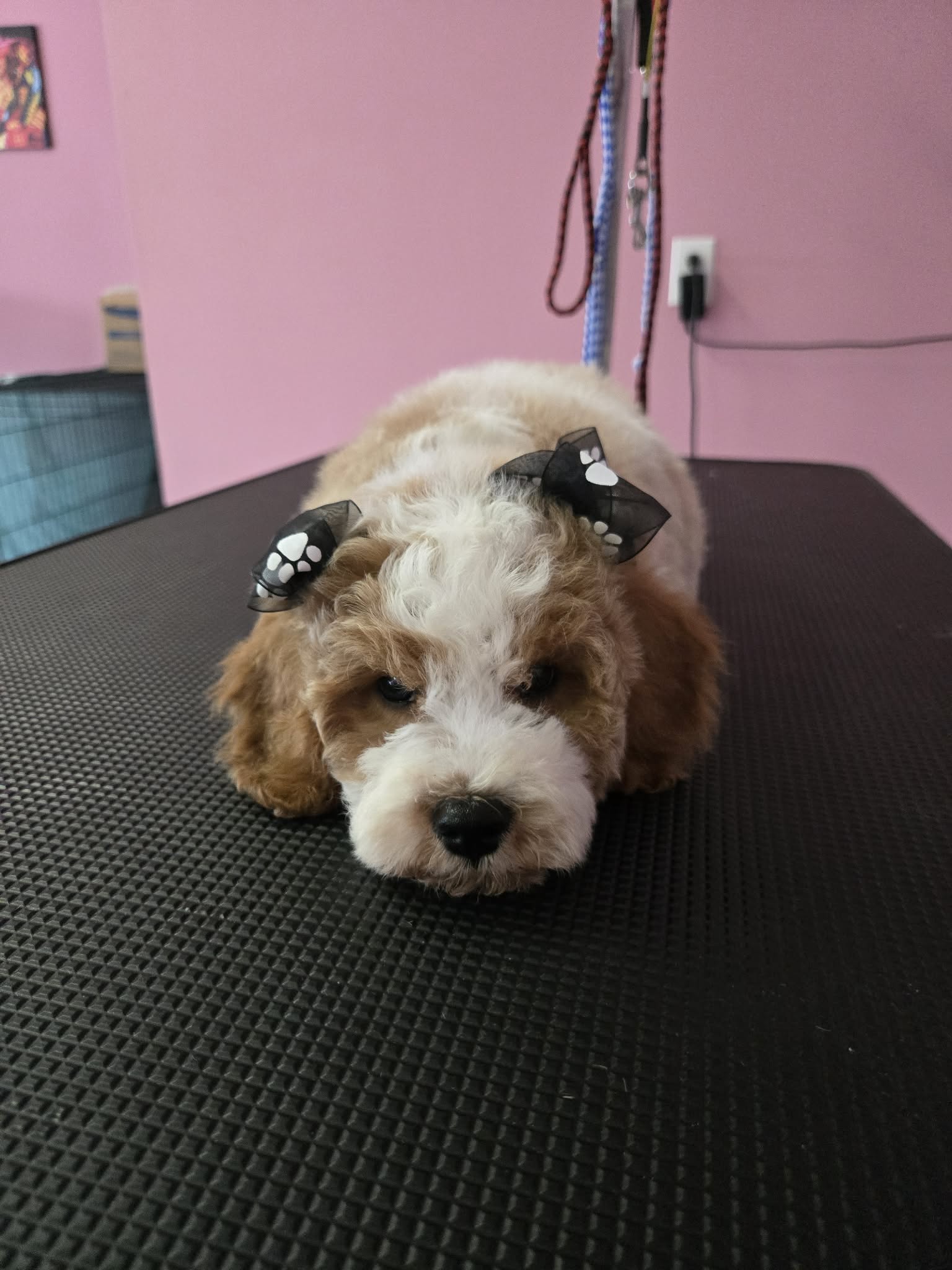 Sadie Mae the Cavapoo after groom
